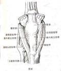 运动系统慢性损伤研磨试验（apley试验）