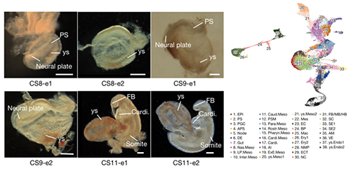 灵长类胚胎原肠运动至早期器官发育细胞图谱绘制取得进展