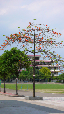 大沥初级中学办学条件学校占地面积45335平方米 