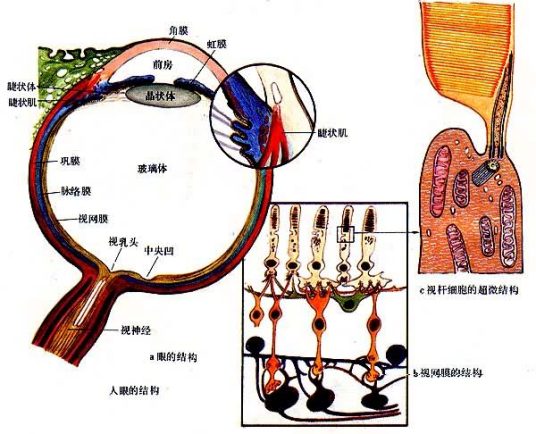 视觉器官其它现象暗适应和明适应