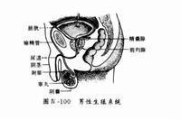 男性生殖系统结核保健贴士