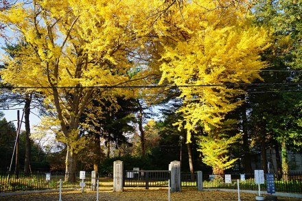 岩手大学象征