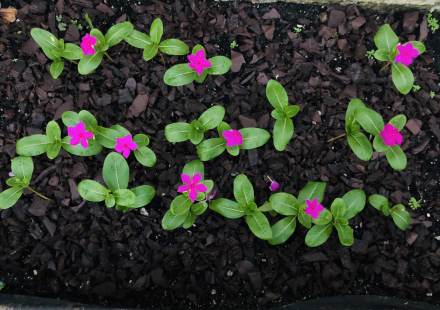 长春花育苗技术