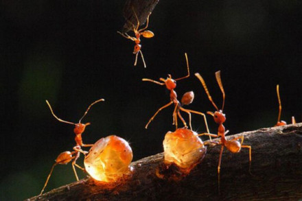 史密森尼学会国立博物馆