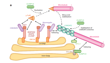 微管组织中心高尔基体近期的研究发现