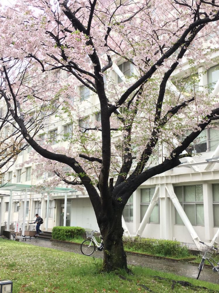 北九州市立大学历史沿革