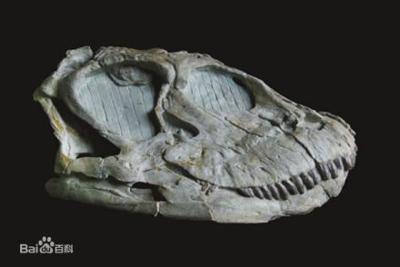 重庆自然博物馆馆藏精品