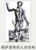 安德烈亚斯·维萨留斯《人体的构造》1543年