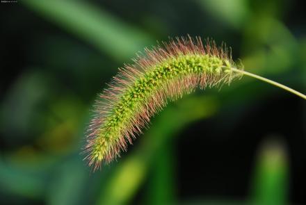 拉丁文学名生物命名法