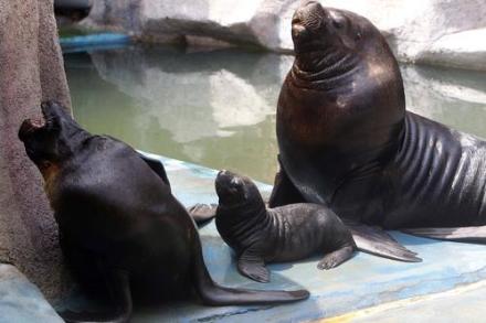 青岛海产博物馆海豹馆