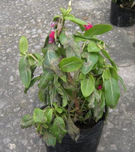 长春花病虫防治