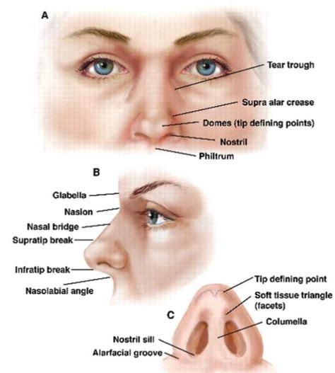 外鼻三、鼻炎鼻腔粘膜的炎症病变
