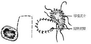 皮瓣移植增强局部血运改善营养状态