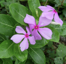 长春花形态特征