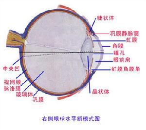 视觉器官周围系统眼和视网膜眼呈球形