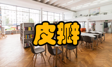 皮瓣移植轴型皮瓣1