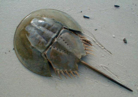 青岛海产博物馆主要生物