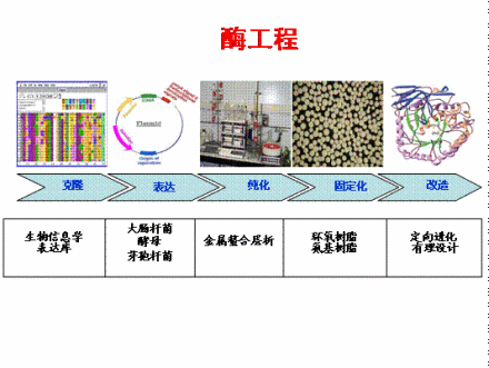 酶工程主要用途酶作为一种生物催化剂