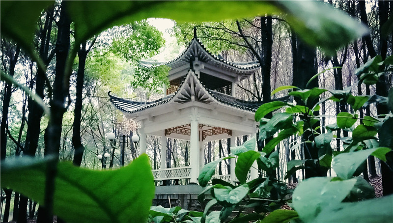 武汉东湖学院学校荣誉