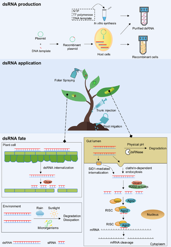 生物学基础知识：基因干扰机制