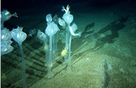 大陆架主权问题