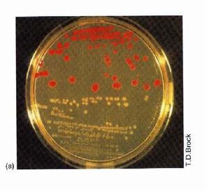 微生物生理学研究方向