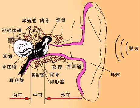 听觉理论