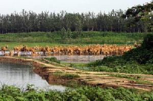 北京麋鹿苑博物馆建筑布局