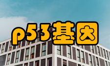 p53基因产物及功能