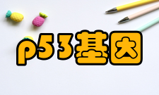 p53基因结构及表达