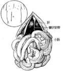 普通外科学副作用