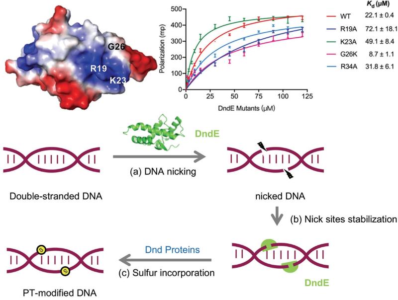 上海交通大学生命科学技术学院发表古菌dna磷硫酰化修饰途径中的重要蛋白dnde的结构和功能