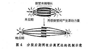 有丝分裂分裂机制染色体的集缩　构成染色体的细线在分裂前期缩短