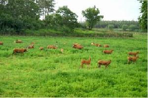 北京麋鹿苑博物馆场馆特色南苑围猎