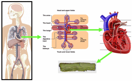 生物学生理学生理学是研究生物机能的学科