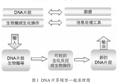 生物计算dna计算与dna计算机