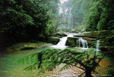 贵州赤水丹霞国家地质公园植物