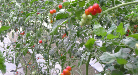 生物技术应用传统生物技术的应用