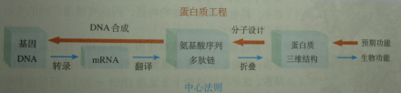 蛋白质工程基本途径