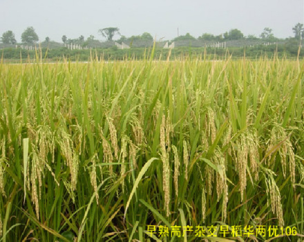 华中农业大学生命科学技术学院学科建设