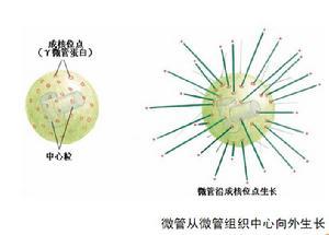 微管组织中心基体的成核作用基体