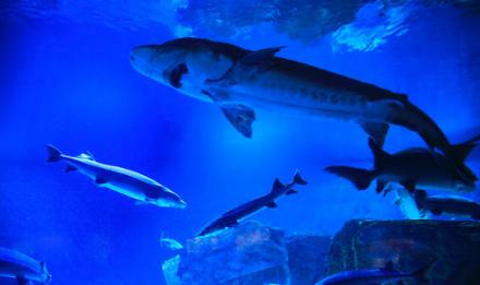 青岛海产博物馆淡水生物馆