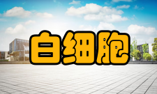 白细胞减少
