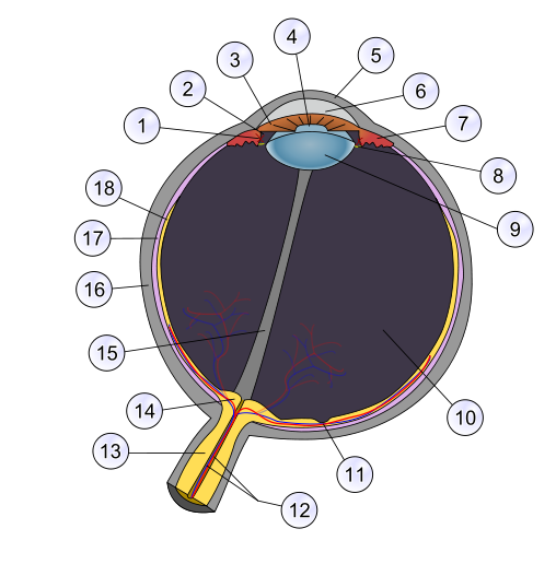 眼科学图书4