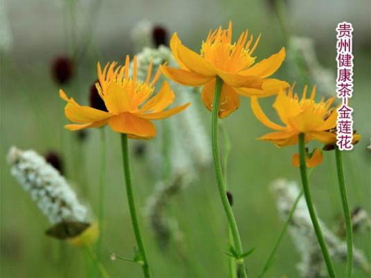 藜芦酸操作处置与储存