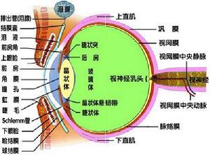 视觉器官组成引起视觉的外周感受器官是眼