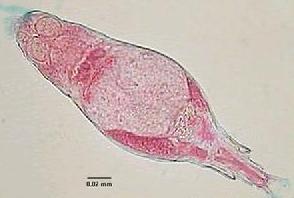 微生物生理学典型实验