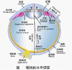 视觉器官介绍