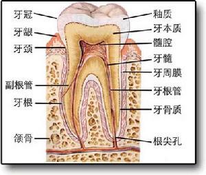 牙齿解剖生理