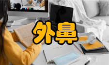 外鼻二、鼻部的神经